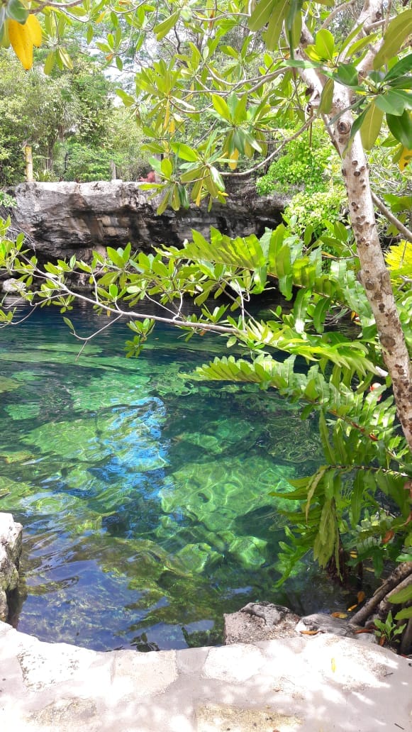 Cenote with crystal water and vegetation